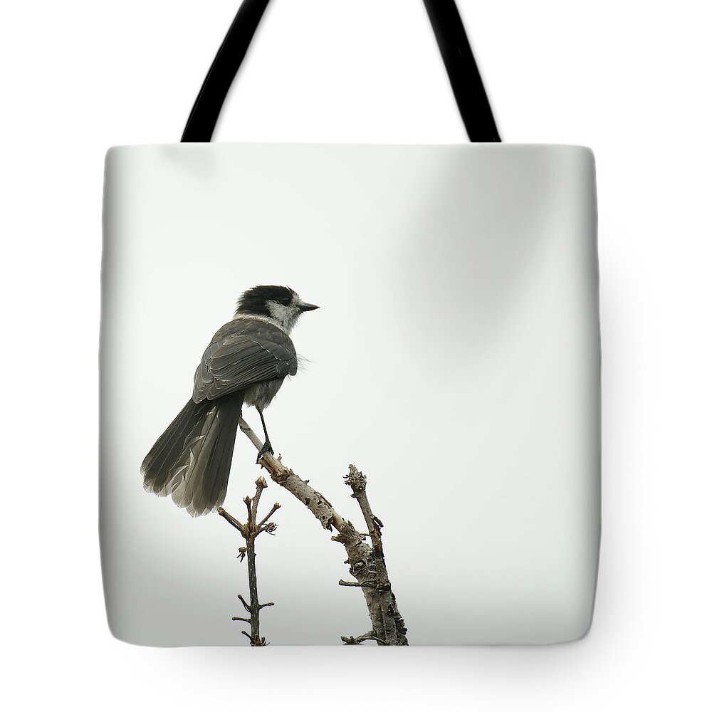 Bird Tote Bag featuring the photograph Grey Jay by Ronda Broatch