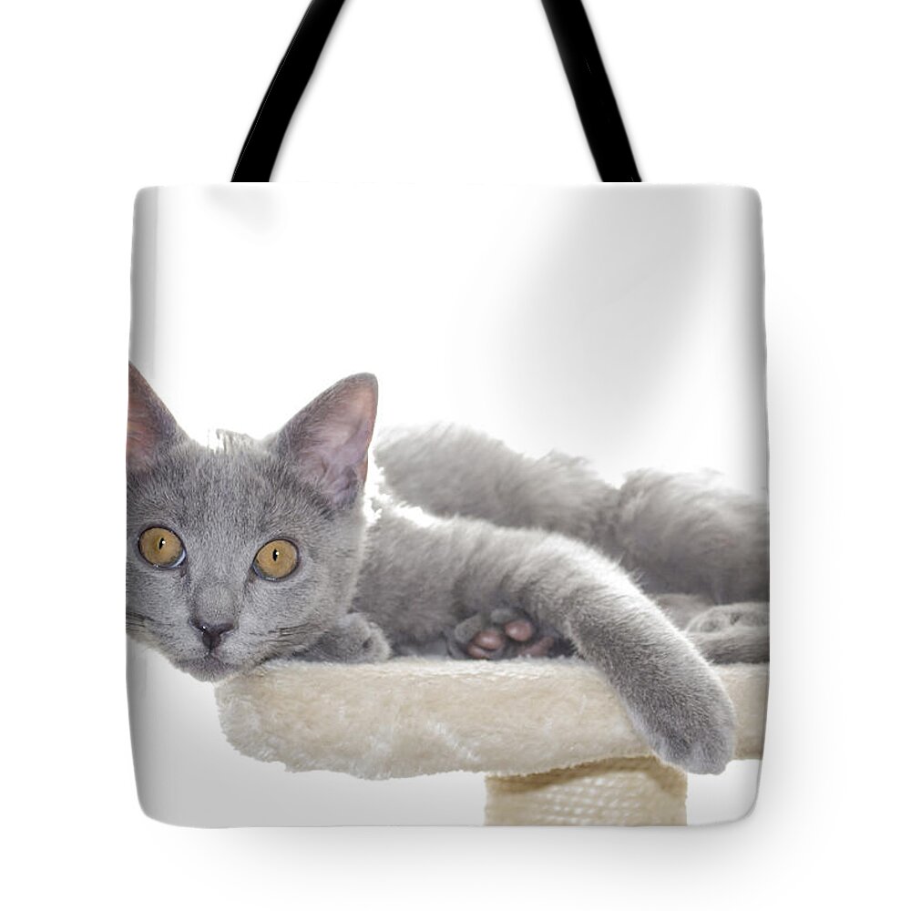 Cat Tote Bag featuring the photograph Grey Kitten by Rick Mosher