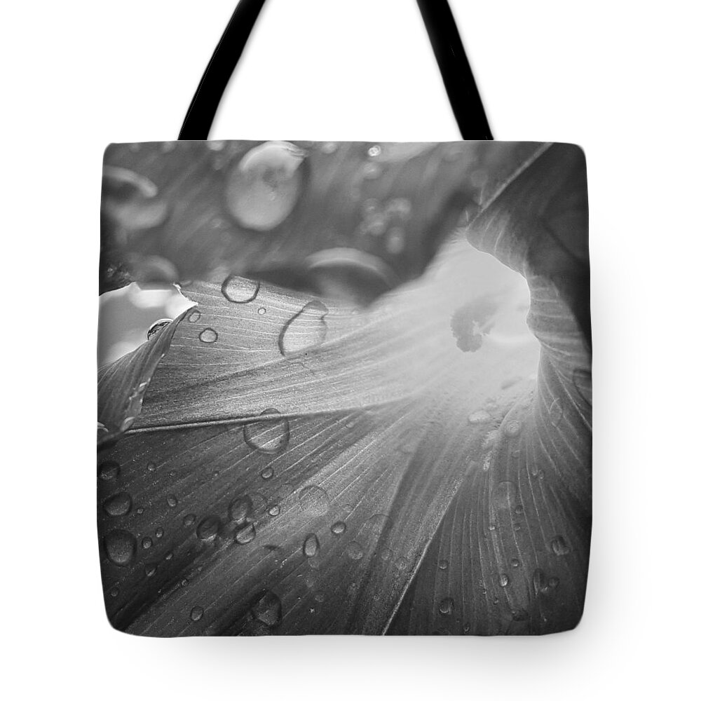 Black And White Tote Bag featuring the photograph Grey Morning by Stephanie Hollingsworth