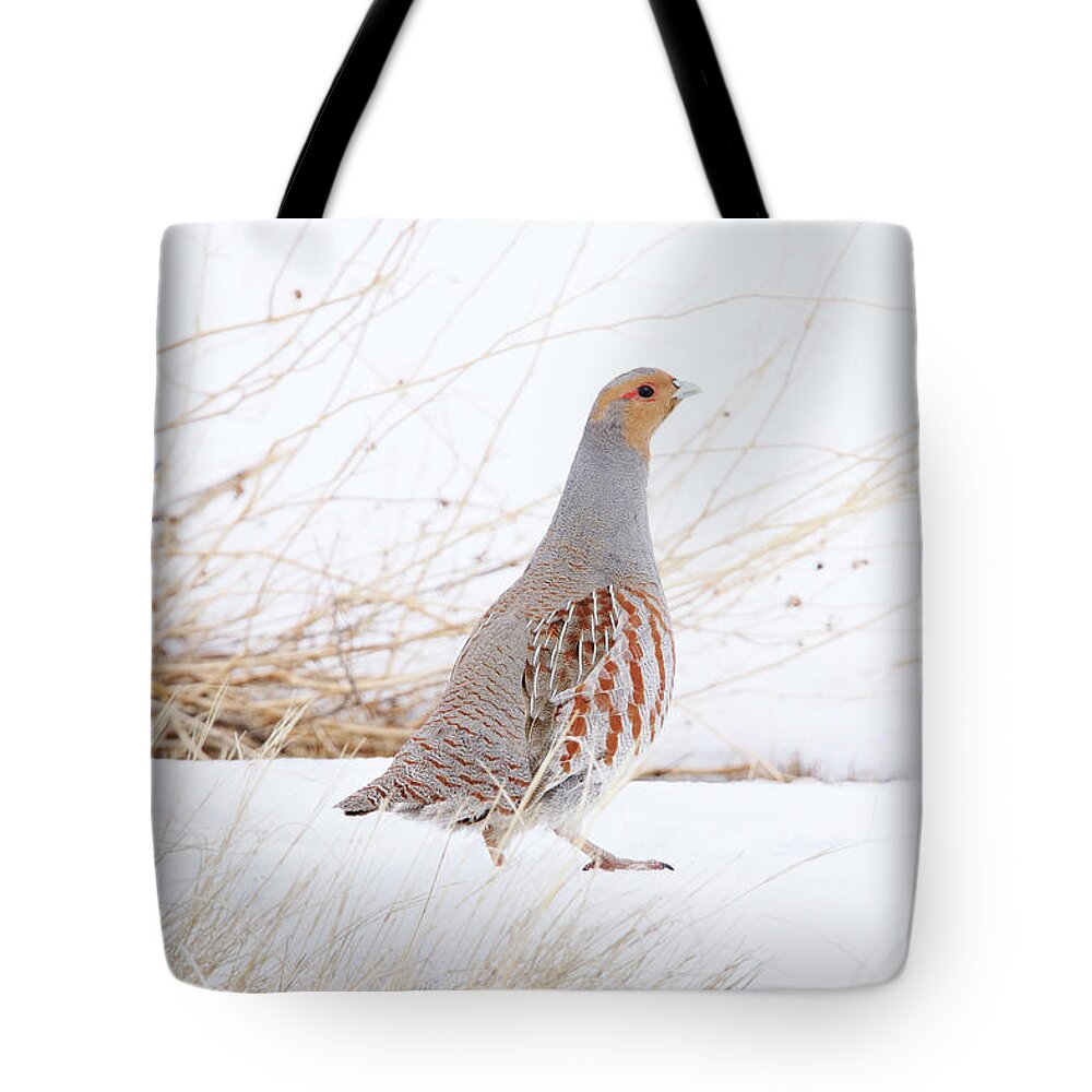 Grey Partridge Tote Bag featuring the photograph Grey Partridge by Alyce Taylor