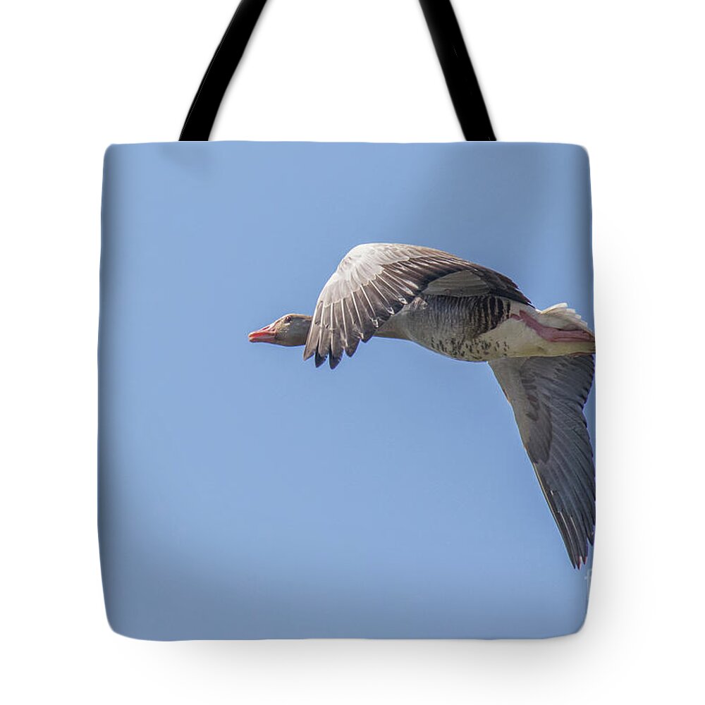 Anatidae Tote Bag featuring the photograph Greylag goose - Anser anser by Jivko Nakev