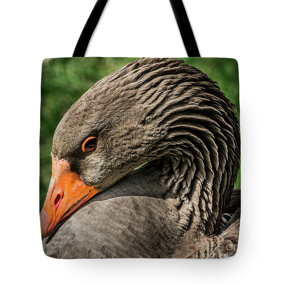 Greylag Goose Tote Bag featuring the photograph Greylag Goose Portrait by Gary Whitton