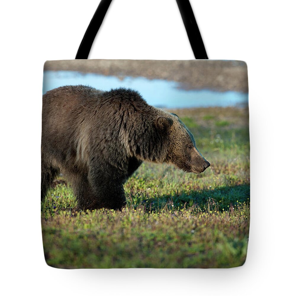 Bear Tote Bag featuring the photograph Grizzly at Yellowstone Lake by Sandra Bronstein