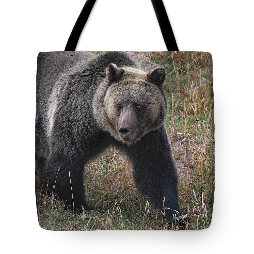 Mark Miller Photos. Grizzly Tote Bag featuring the photograph Grizzly Bear in Fall by Mark Miller
