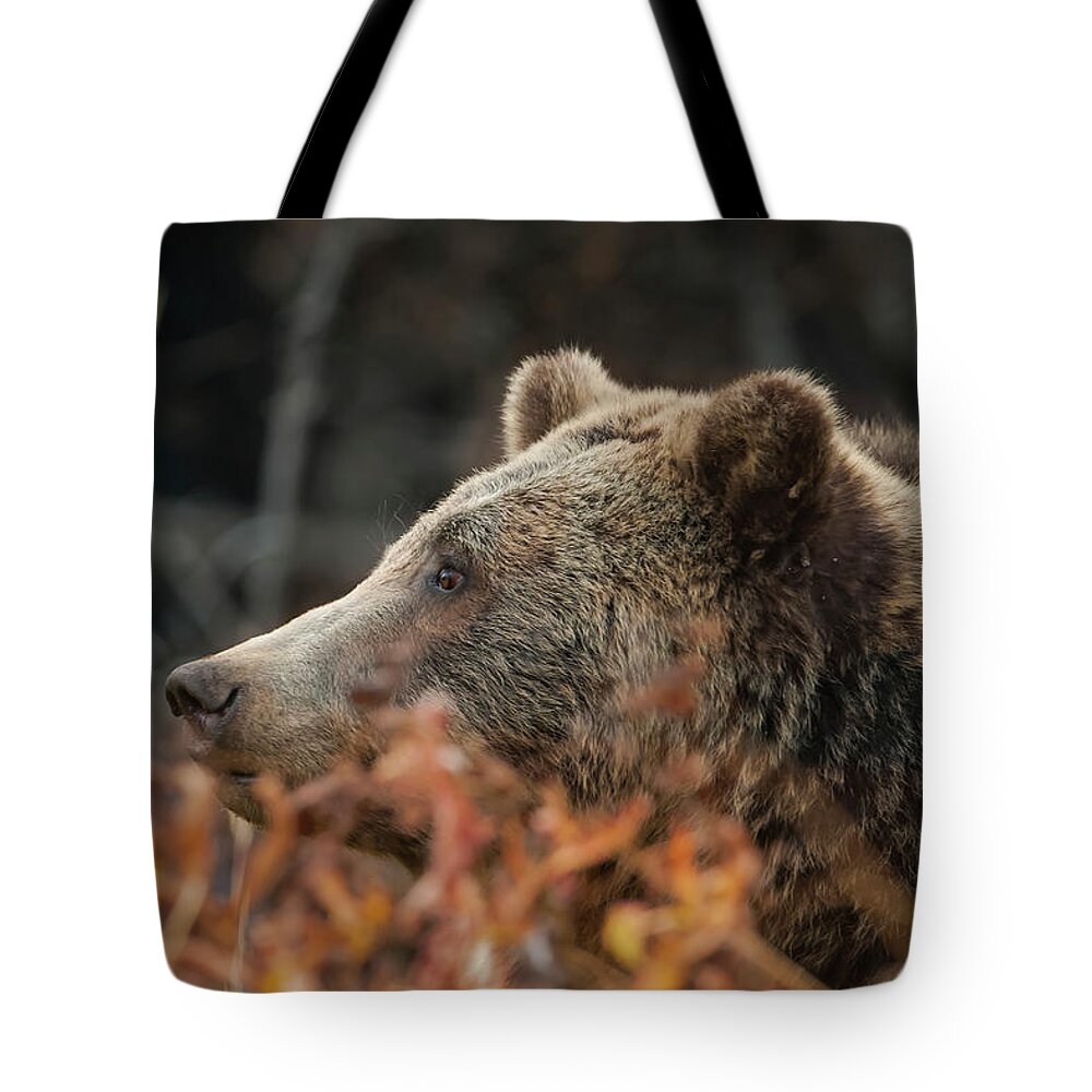 Mark Miller Photos Tote Bag featuring the photograph Grizzly Bear Portrait in Fall by Mark Miller