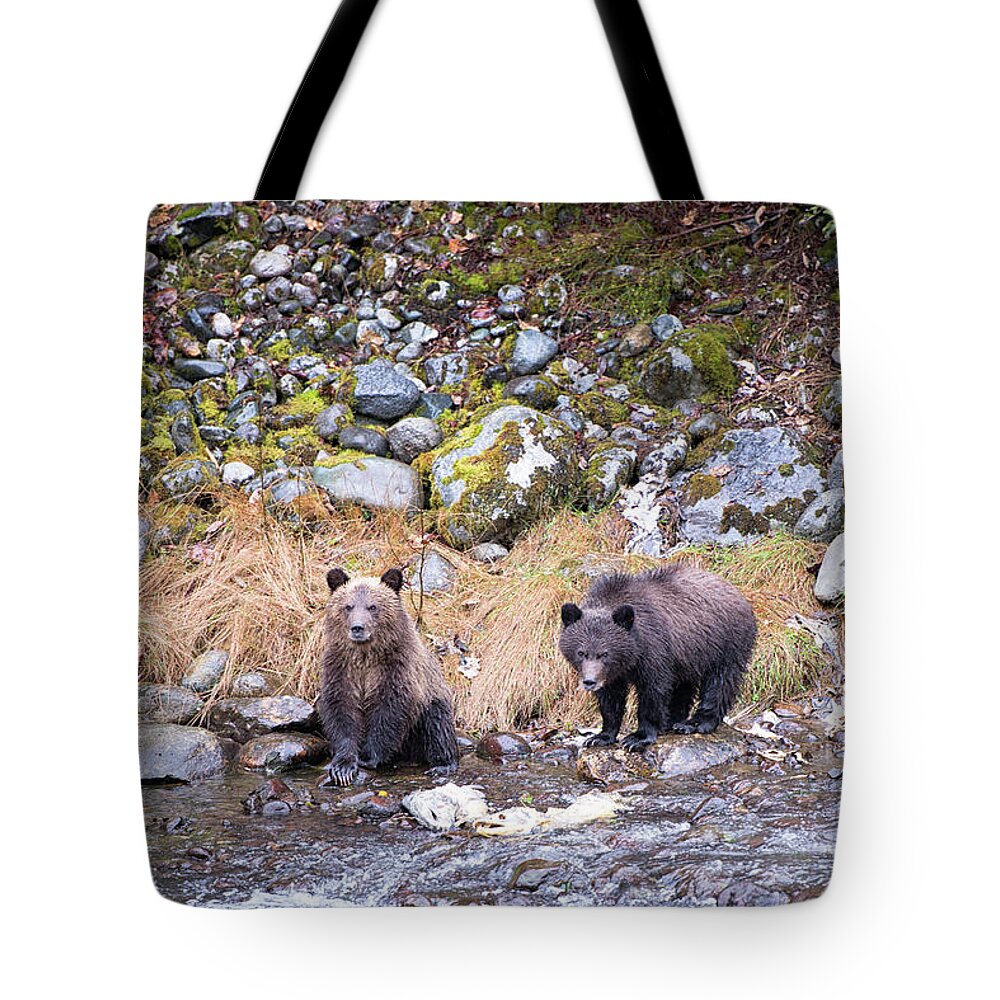 Fall Tote Bag featuring the photograph Grizzly Cubs by Canadart -