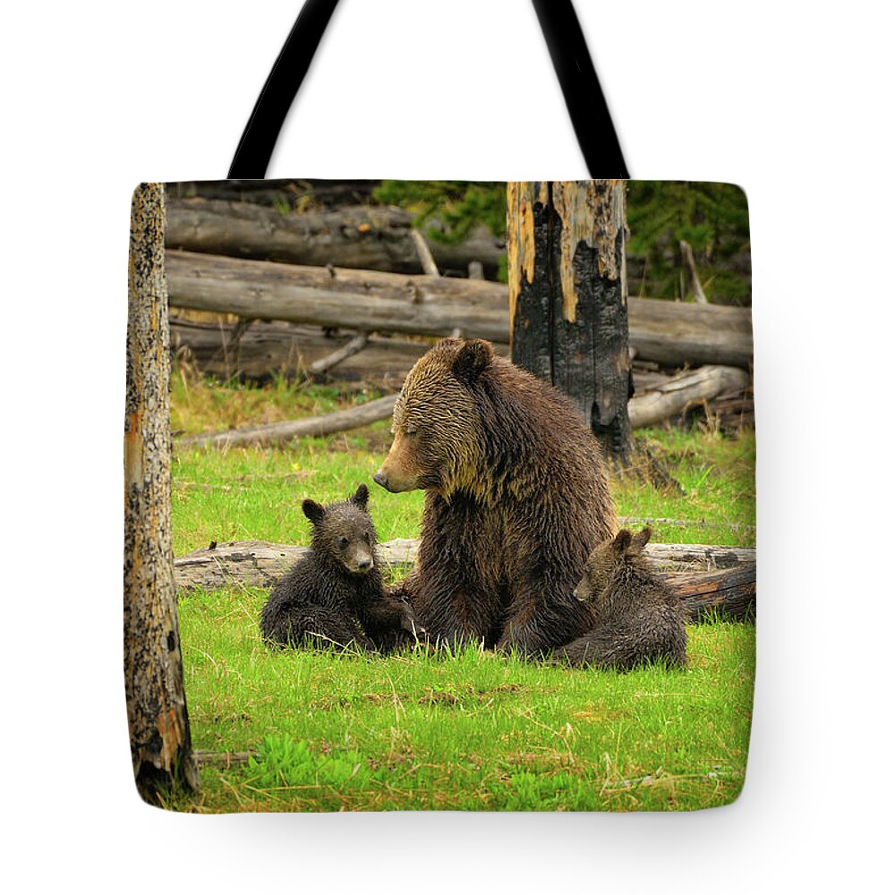 Grizzly Tote Bag featuring the photograph Grizzly Family Gathering by Greg Norrell