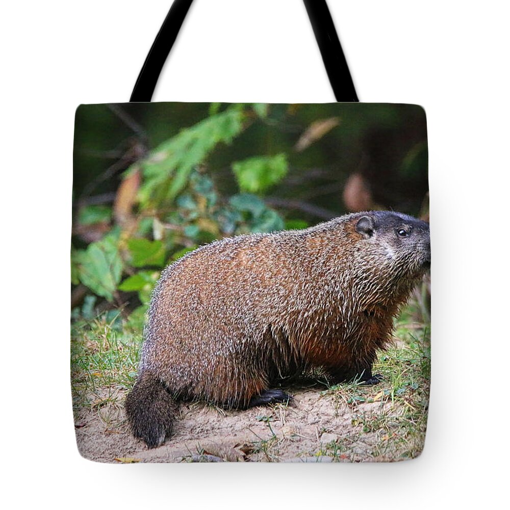 Groundhog Tote Bag featuring the photograph Groundhog 0590 by Jack Schultz