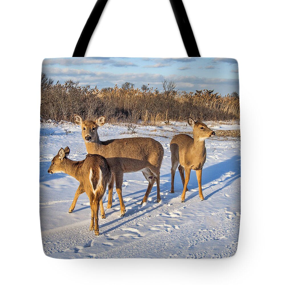 Snow Tote Bag featuring the photograph Group of Deer by Cathy Kovarik