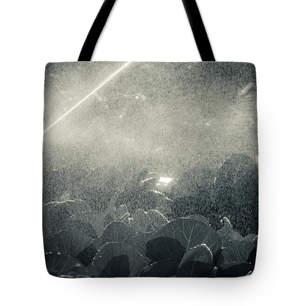 Lettuce Tote Bag featuring the photograph Growing Cabbage by Scott Sawyer