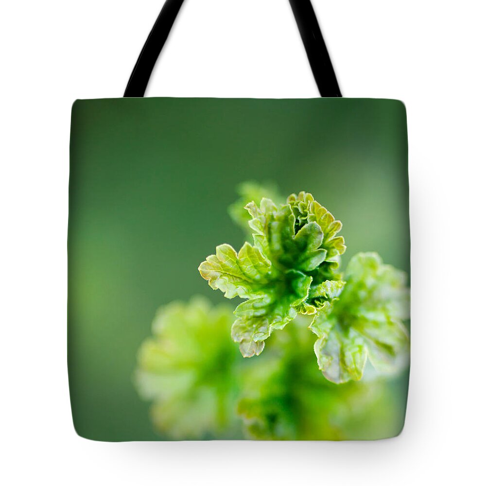 Green Tote Bag featuring the photograph Growing red currant by Kati Finell