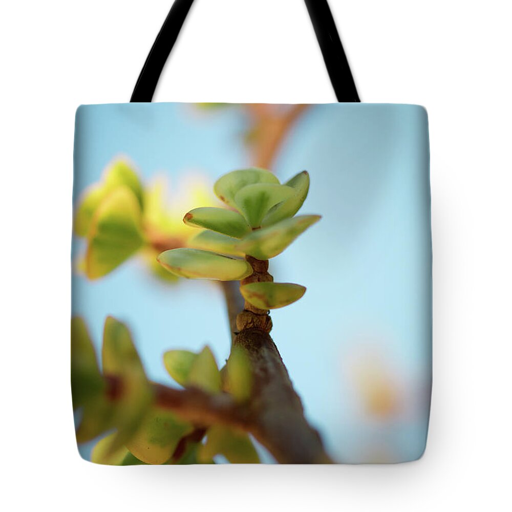 Plant Tote Bag featuring the photograph Growth by Ana V Ramirez