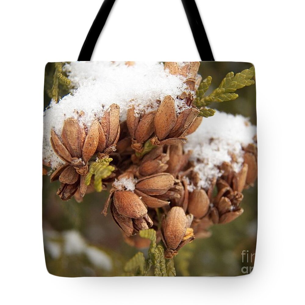 Winter Tote Bag featuring the photograph Growth of Pincones by Corinne Elizabeth Cowherd