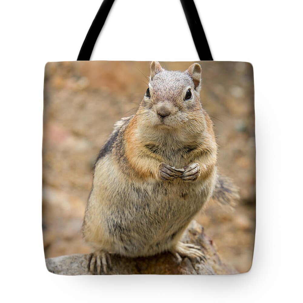 Squirrel Tote Bag featuring the photograph Grumpy Squirrel by Chris Scroggins