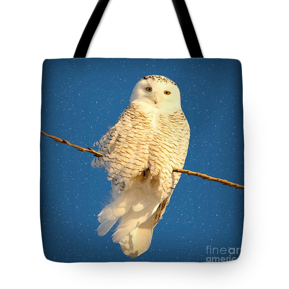 Snowy Owls Tote Bag featuring the photograph Guardian Angel by Heather King