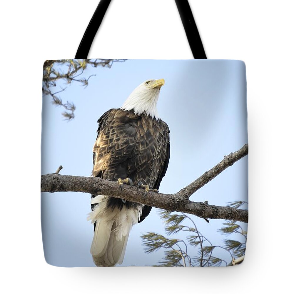 Curiousity Tote Bag featuring the photograph Guardian Perch by Bonfire Photography