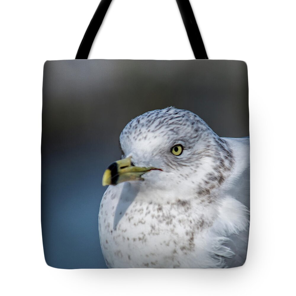 Gull Tote Bag featuring the photograph Gull 0070 by Cathy Kovarik