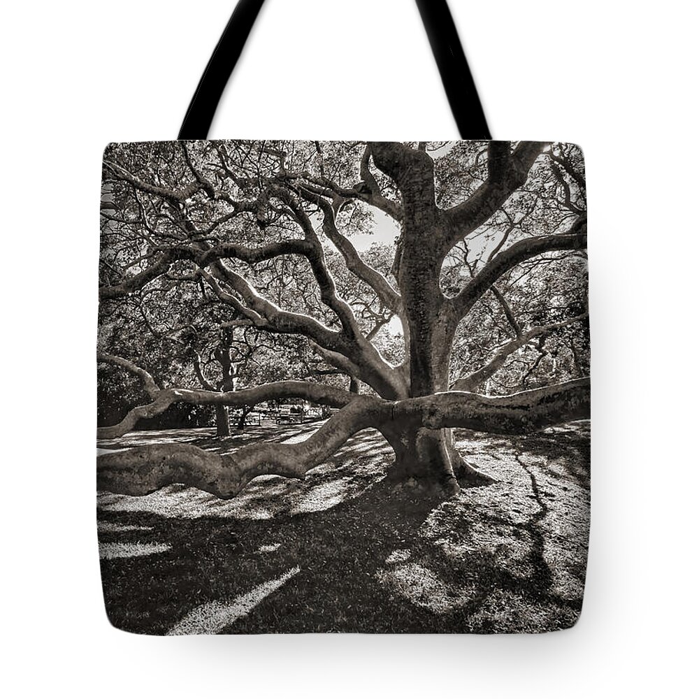 Trees Tote Bag featuring the photograph Gumbo Limbo by HH Photography of Florida