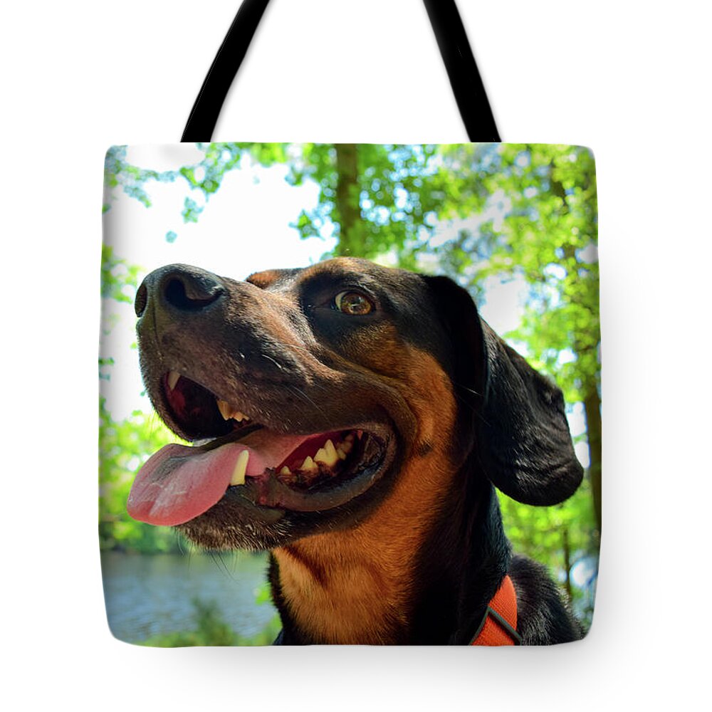 Hike Tote Bag featuring the photograph Gus on a Hike by Nicole Lloyd