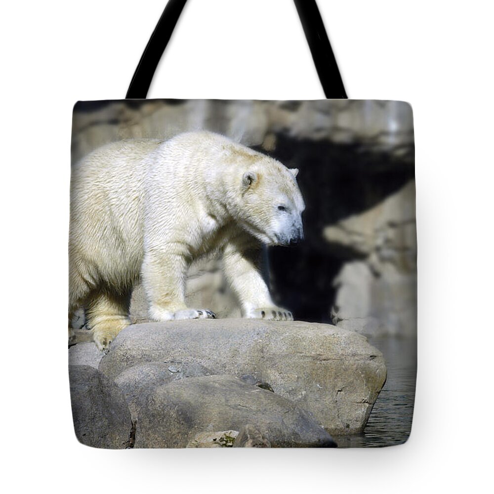 Memphis Zoo Tote Bag featuring the photograph Habitat - Memphis Zoo by DArcy Evans