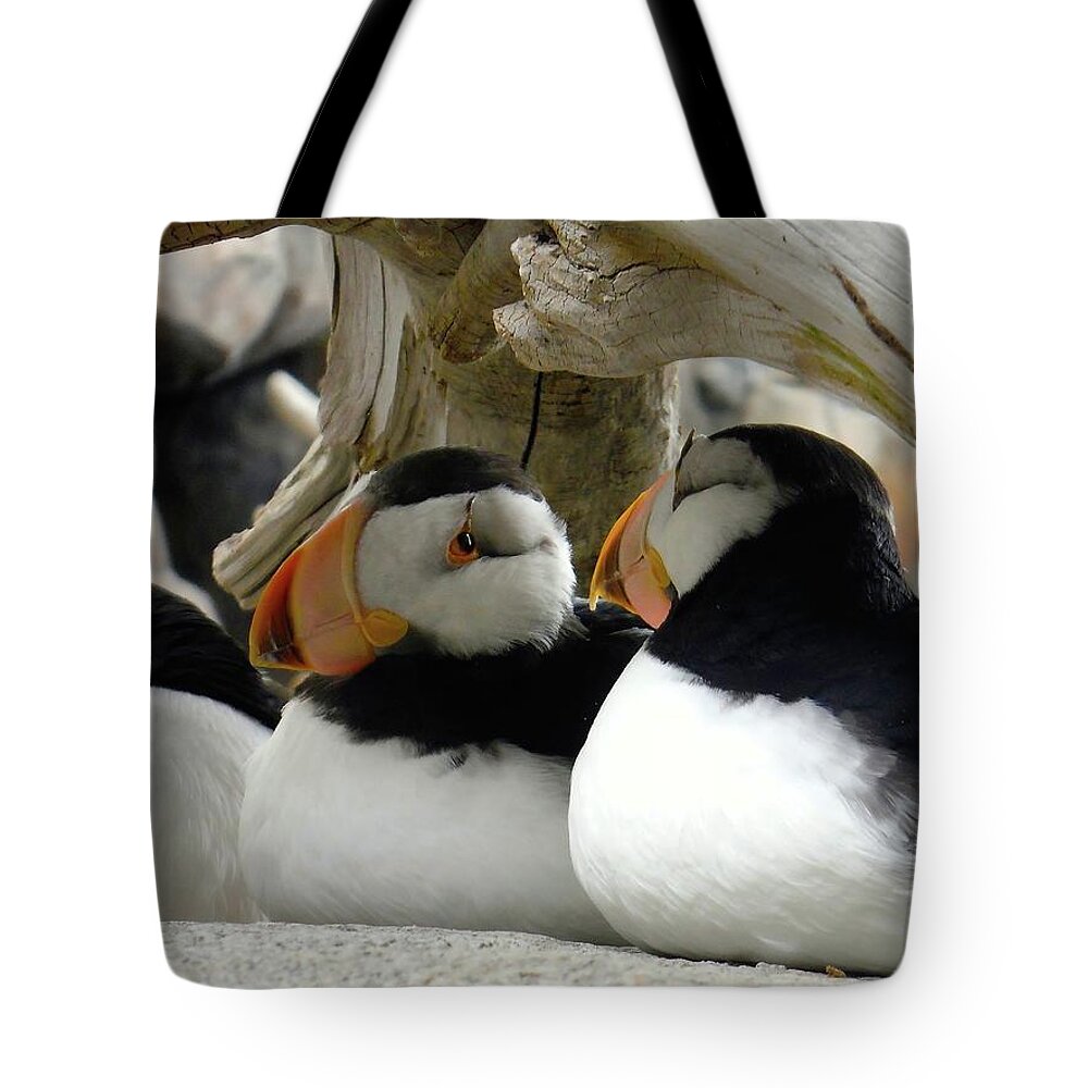  Tote Bag featuring the photograph Haines Alaska puffins 2015 by Leizel Grant