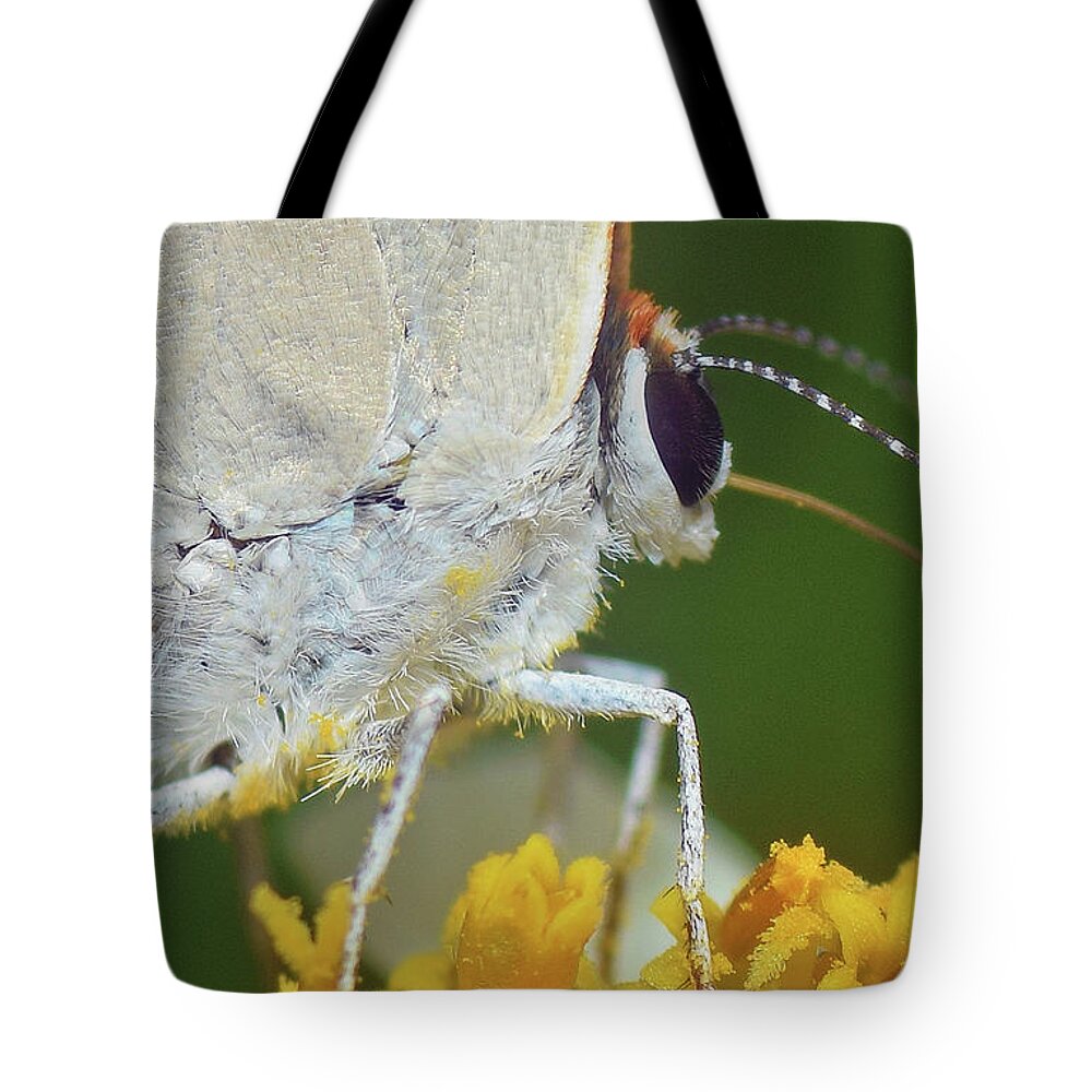 Photograph Tote Bag featuring the photograph Hairstreak Closeup by Larah McElroy
