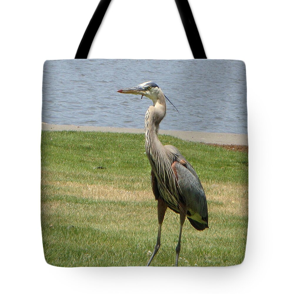 Heron Tote Bag featuring the photograph Handsome Devil by Donna Blackhall