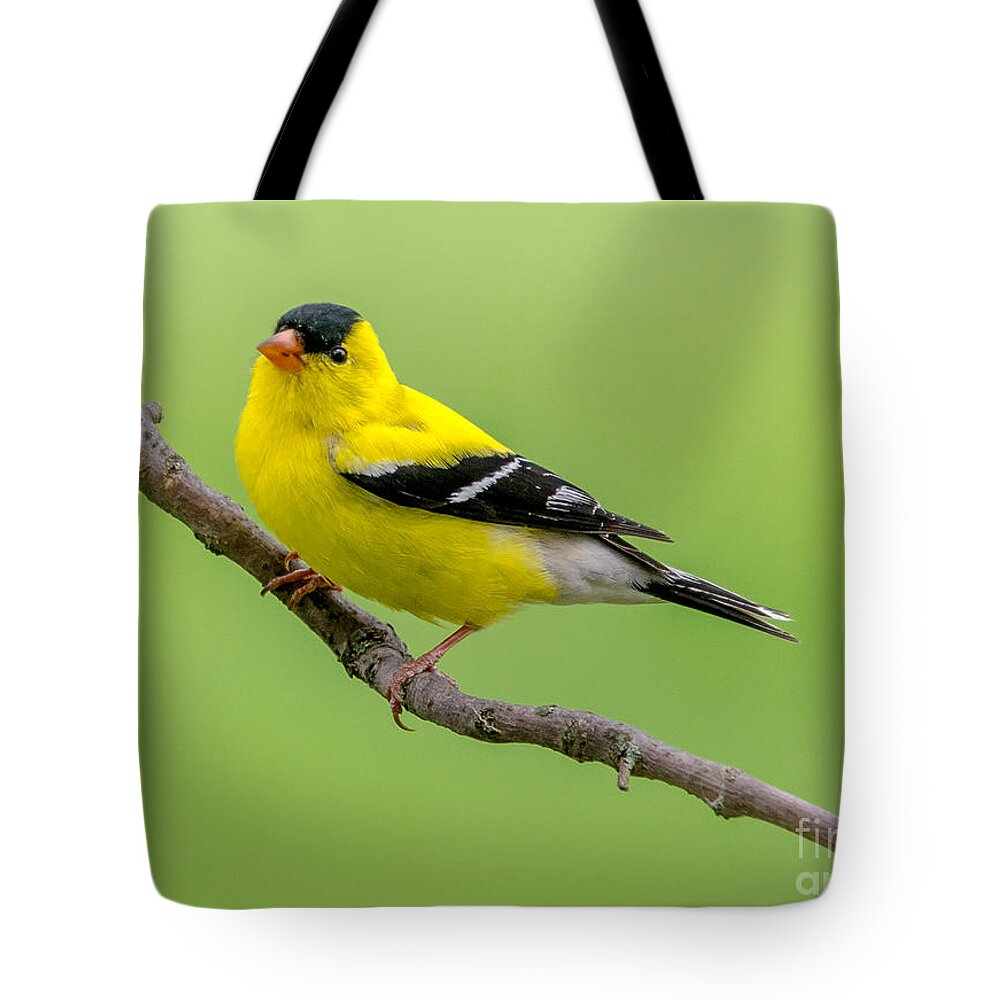 Cheryl Baxter Tote Bag featuring the photograph Handsome Male Goldfinch by Cheryl Baxter