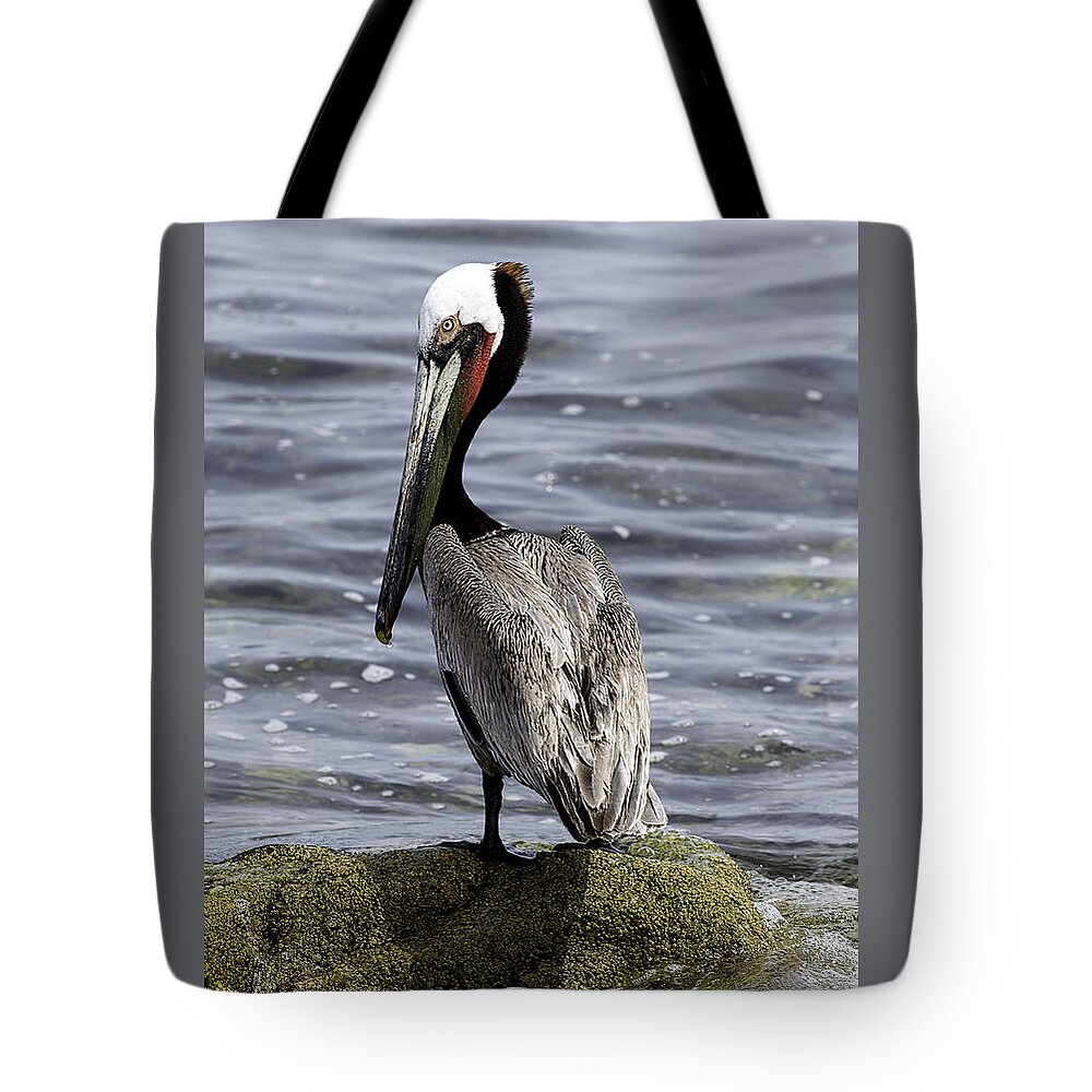 Pelican Tote Bag featuring the photograph Handsome by Mark Harrington