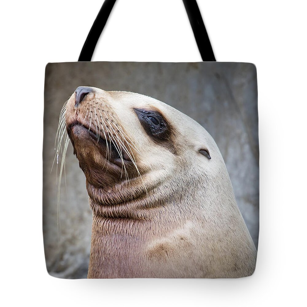 Sea Lion Tote Bag featuring the photograph Handsome Sea Lion by Chris Dutton