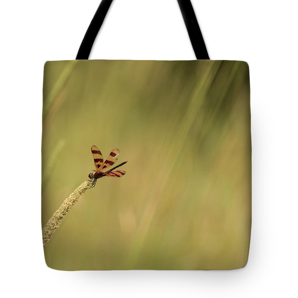 Celithemis Eponina Tote Bag featuring the photograph Hanging on for Dear Life by Joni Eskridge