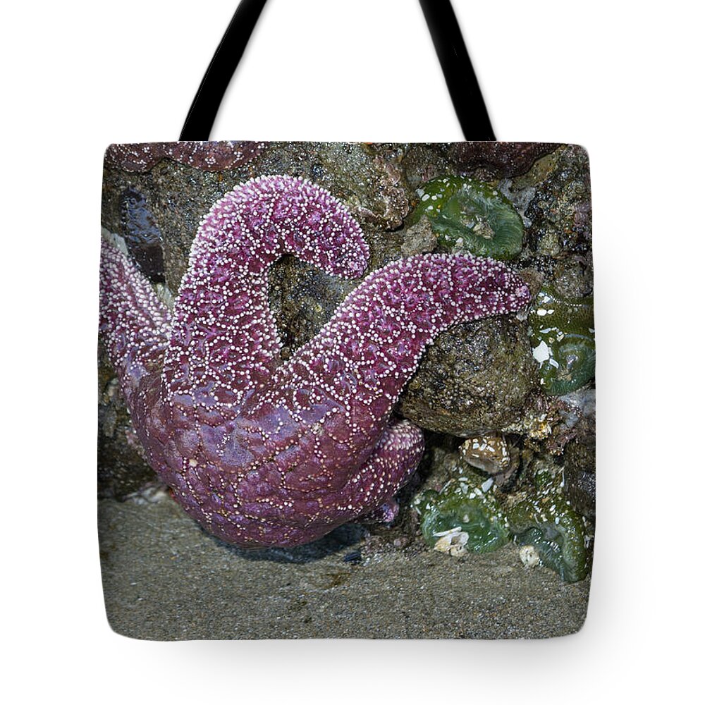 Star Tote Bag featuring the photograph Hanging Out at the Beach by HW Kateley