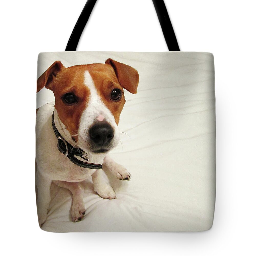 Jack Russell Tote Bag featuring the photograph Happiness is a cute Puppy by Mary Capriole