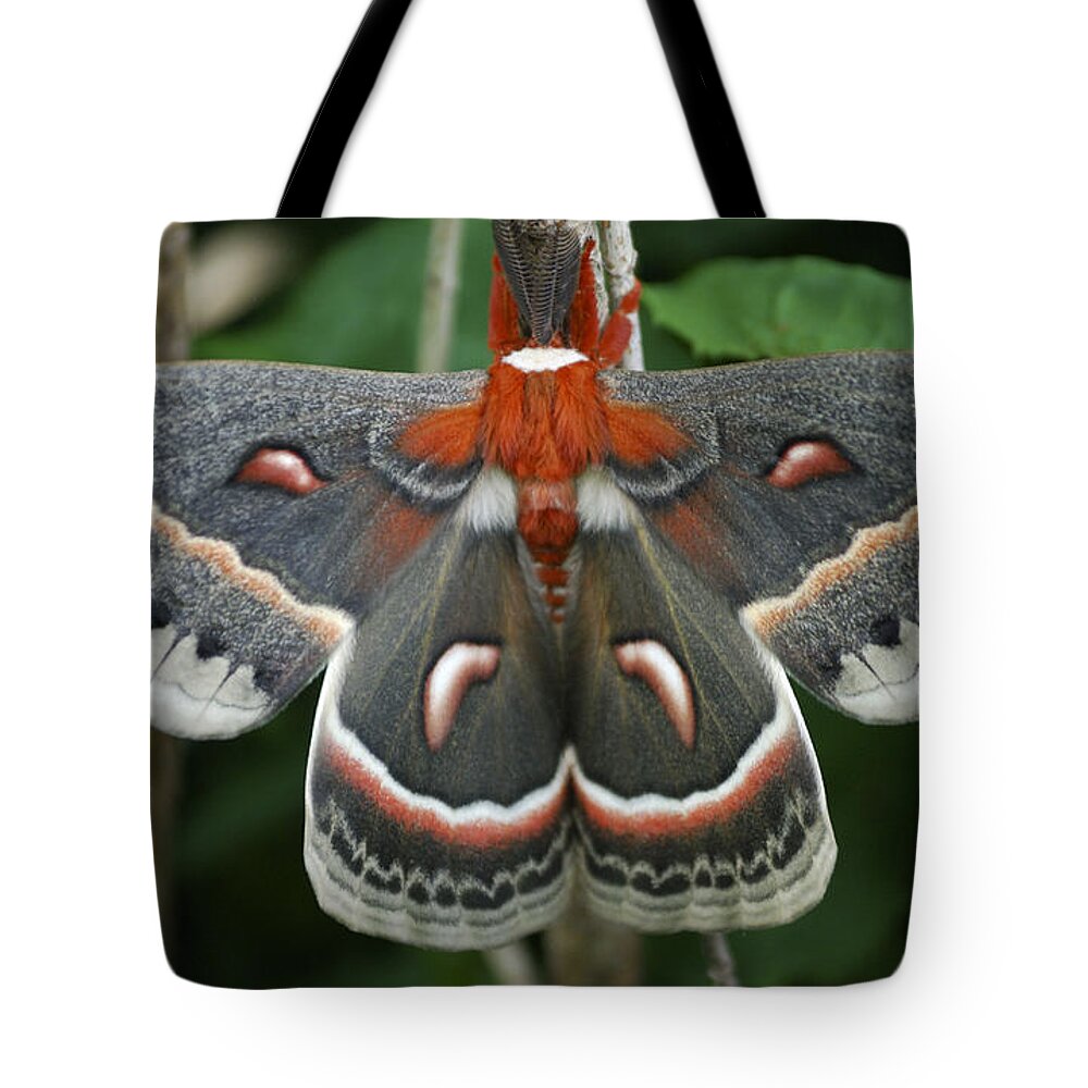 Cecropia Moth Tote Bag featuring the photograph Happy Birthday by Randy Bodkins