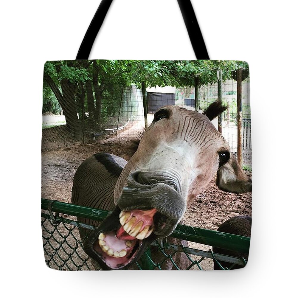 Hollywild Tote Bag featuring the photograph Happy Jack The Zedonk by Carlyn Kelley