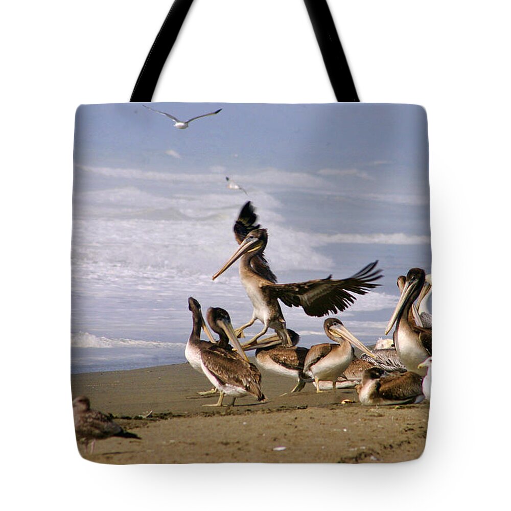 Pelicans Tote Bag featuring the photograph Hard Landing by Bruce Richardson