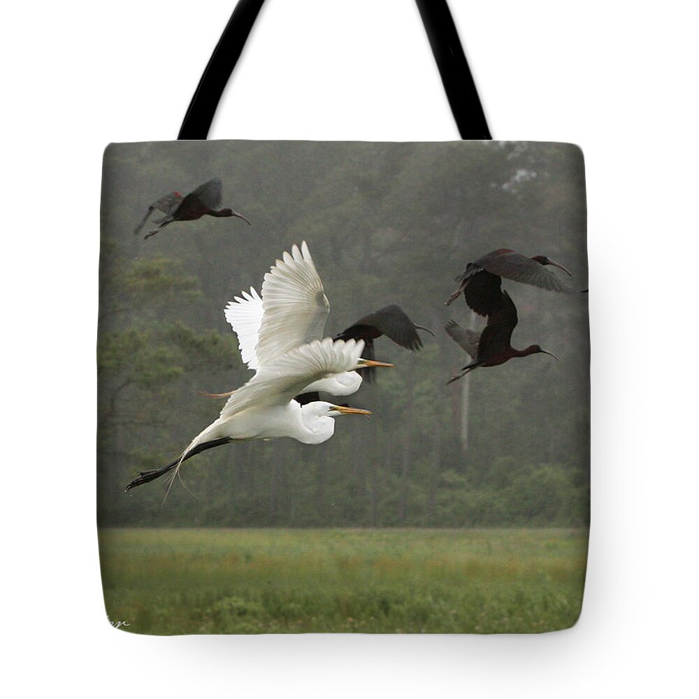 Glossy Ibis Tote Bag featuring the photograph Harmony by Captain Debbie Ritter