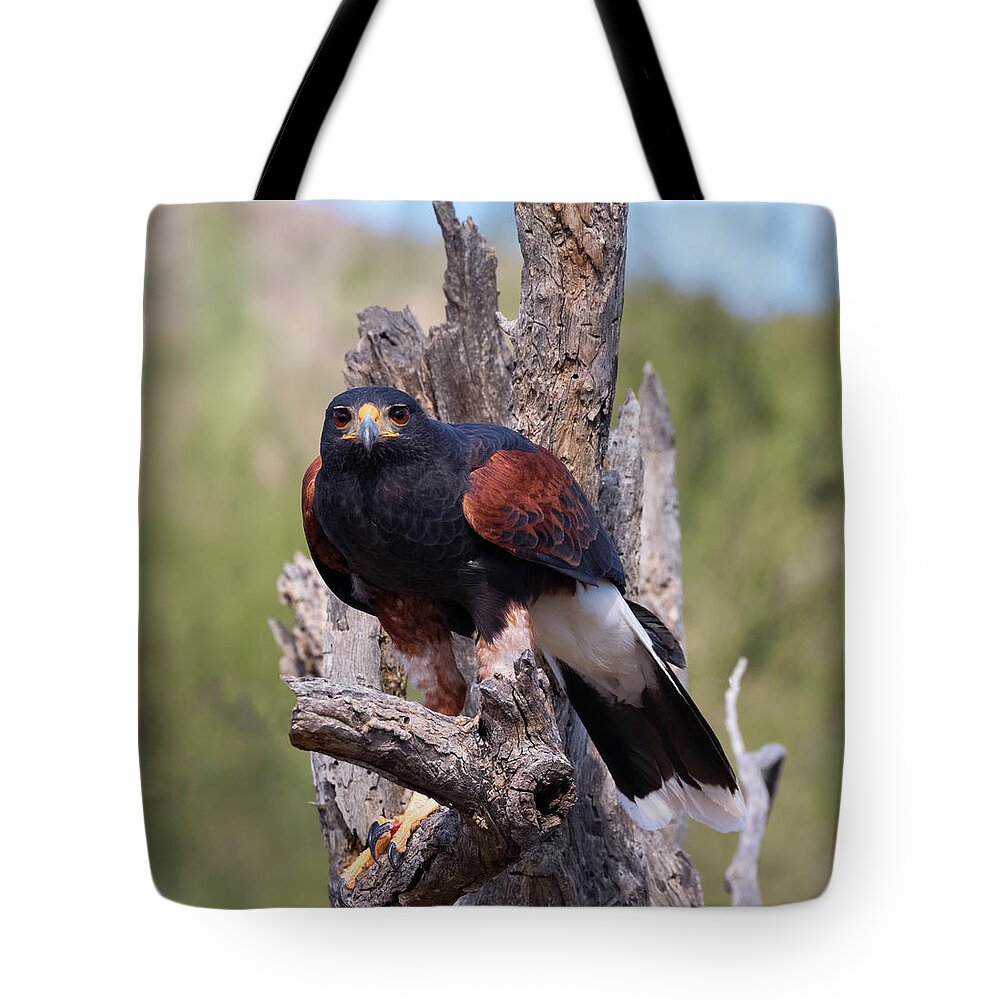 Harris’s Hawk Tote Bag featuring the photograph Harris Hawk in the Sonoran Desert by Kathleen Bishop