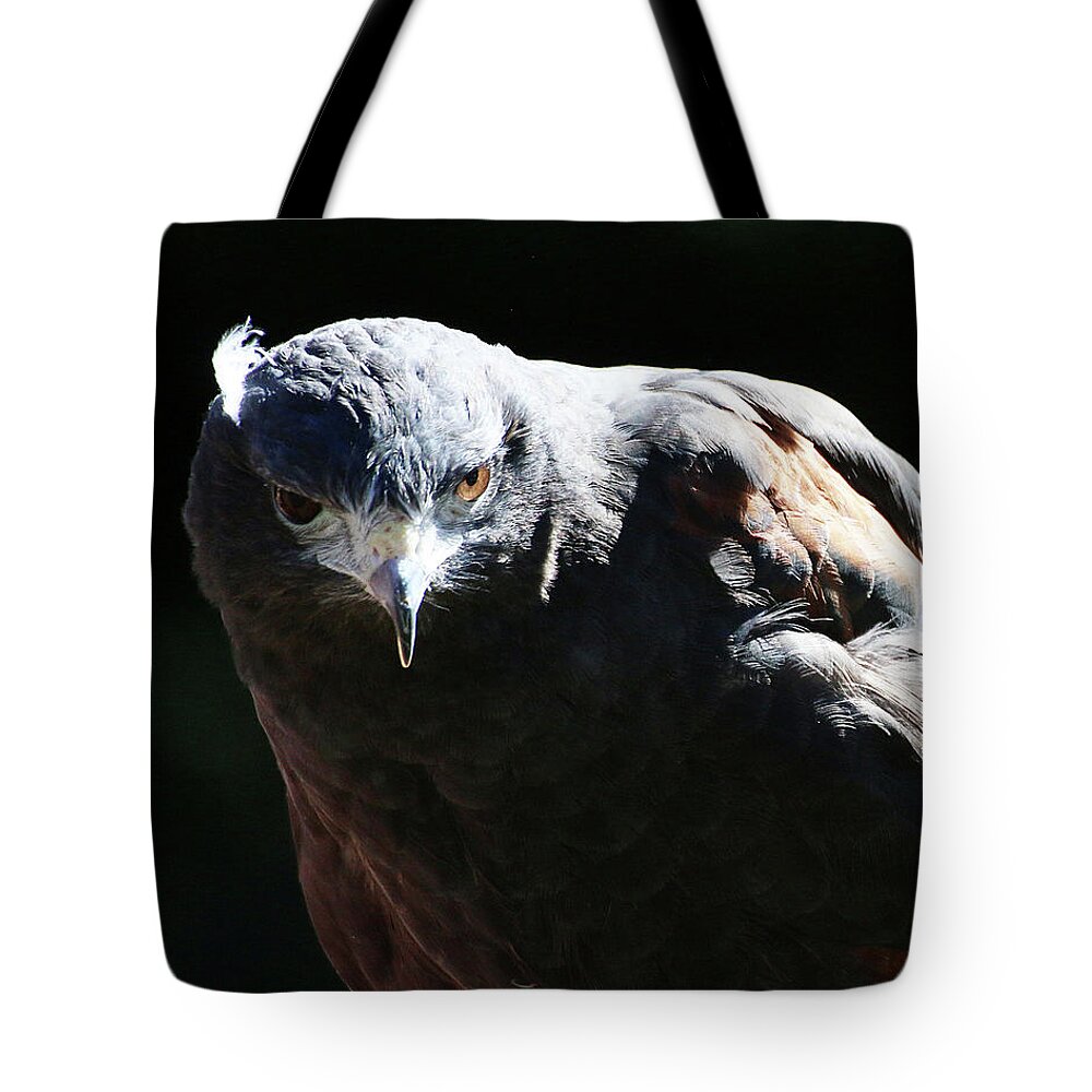 Bird Tote Bag featuring the photograph Harris Hawk Portrait by William Selander