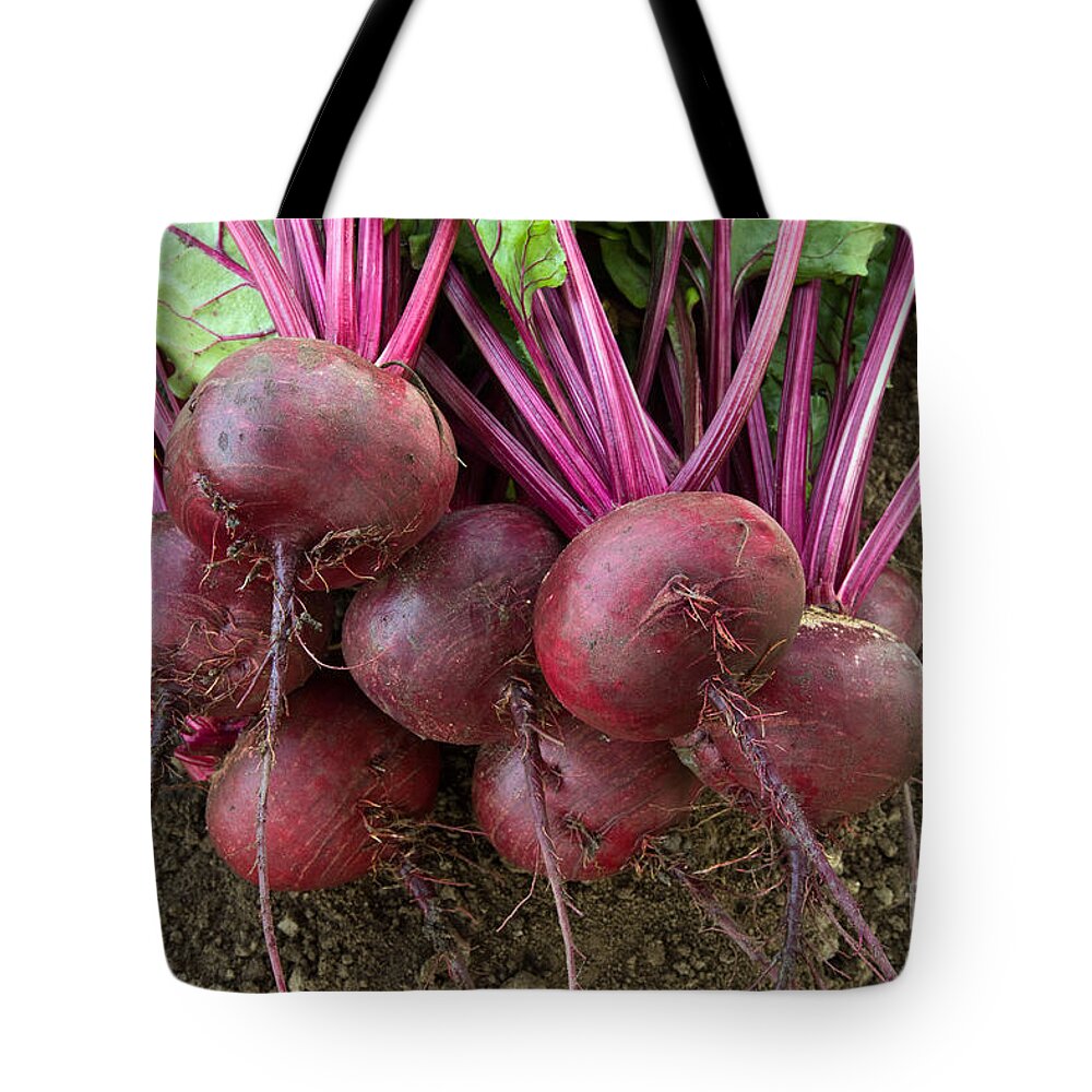 Organic Tote Bag featuring the photograph Harvested Organic Beets by Inga Spence