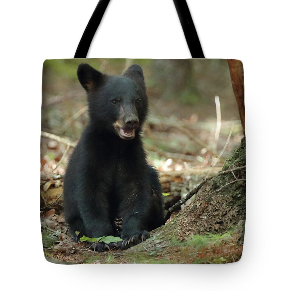 Black Bear Tote Bag featuring the photograph Have You Seen My Mother by Coby Cooper