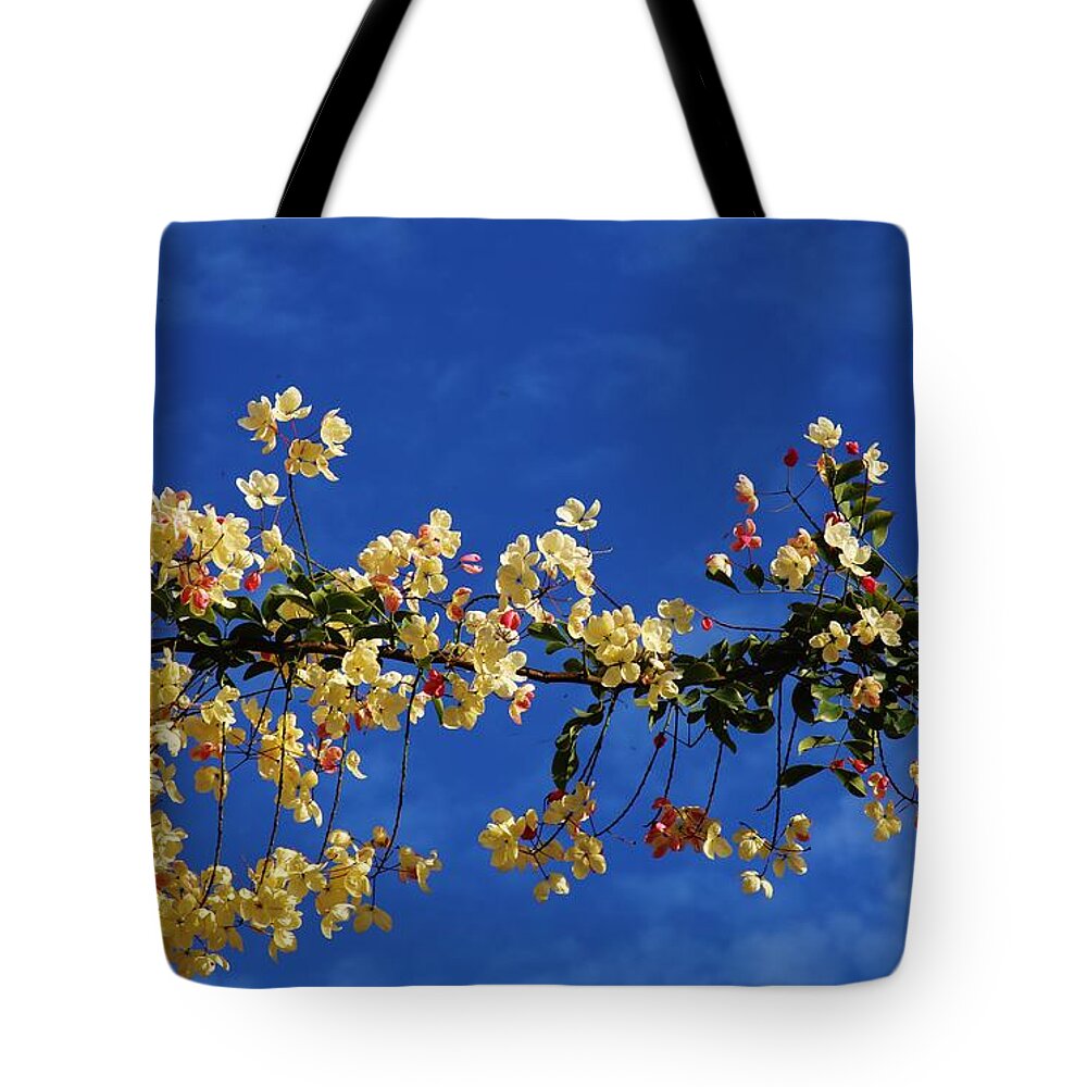 Cassia Tote Bag featuring the photograph Hawaii's Rainbow Shower Tree by Craig Wood