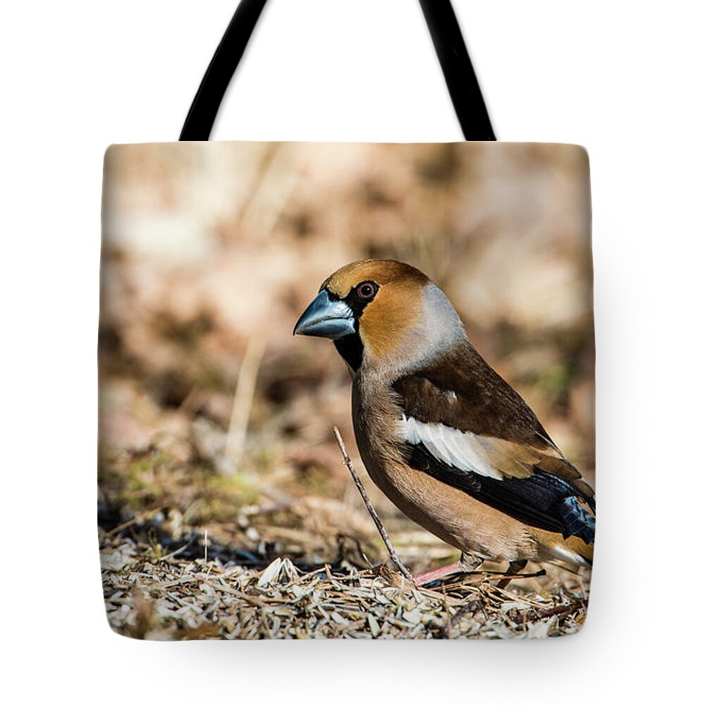 Hawfinch's Gaze Tote Bag featuring the photograph Hawfinch's gaze by Torbjorn Swenelius