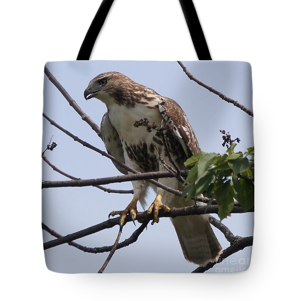 Hawk Tote Bag featuring the photograph Hawk Before The Kill by Robert Alter Reflections of Infinity