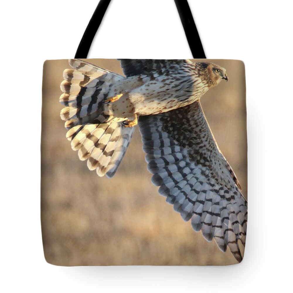 Bird Tote Bag featuring the photograph Hawk by Brook Burling