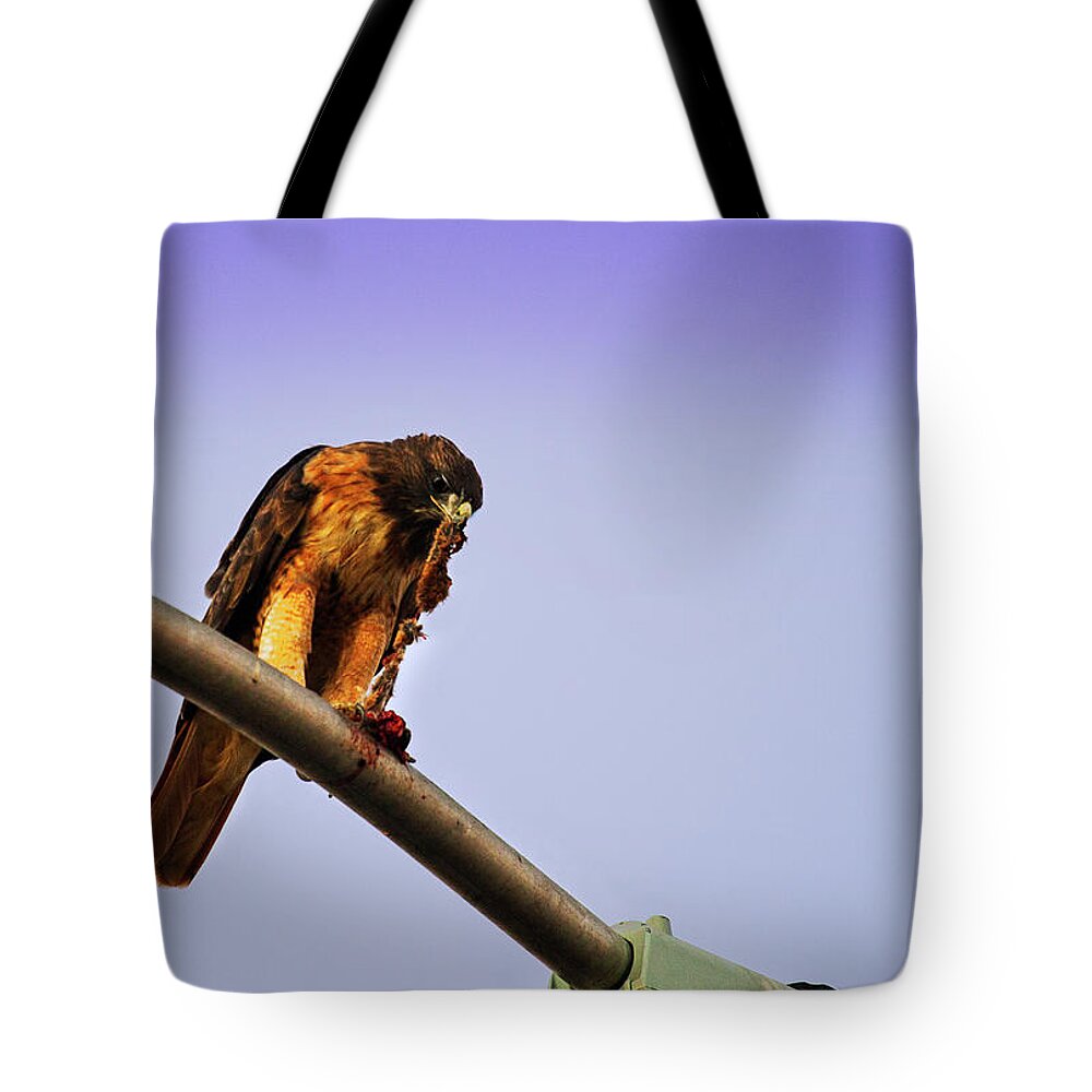 Hawk Tote Bag featuring the photograph Hawk Eating by Anthony Jones