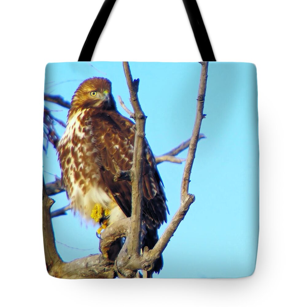 Hawks Tote Bag featuring the photograph Hawk In A Tree by Jeff Swan
