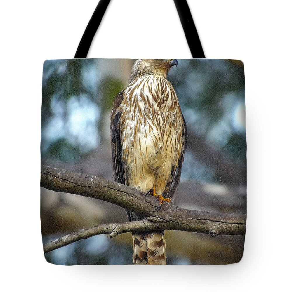 Hawk Tote Bag featuring the photograph Hawk by Marc Bittan