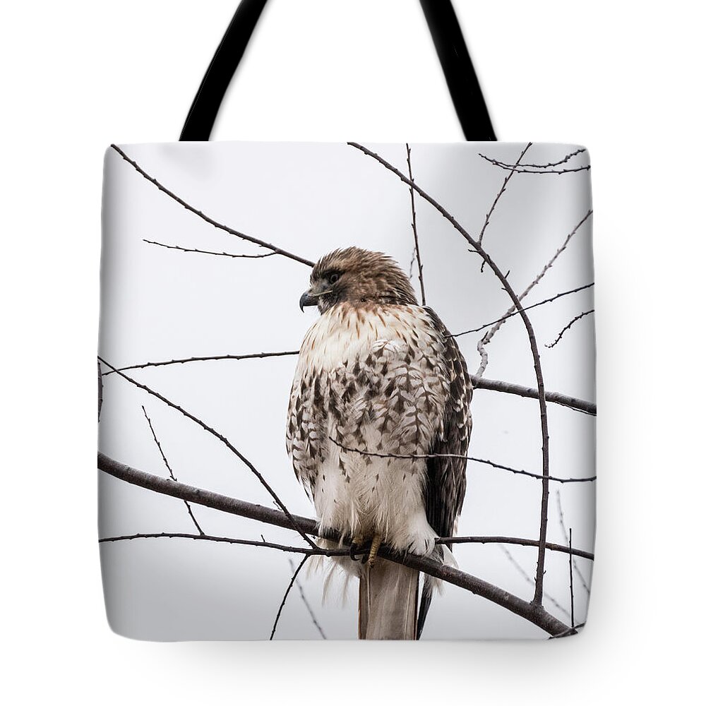 Birds Tote Bag featuring the photograph Hawk on alert by Paul Ross