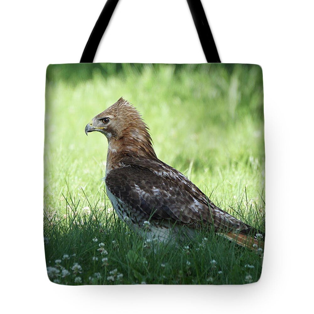 Hawk Tote Bag featuring the photograph Hawk on the Ground 1 - Tight Grip on Dinner by Robert Alter Reflections of Infinity